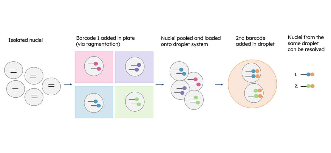 Schematic of the split-pool scheme for ScaleBio's Single Cell ATAC-Seq Kit