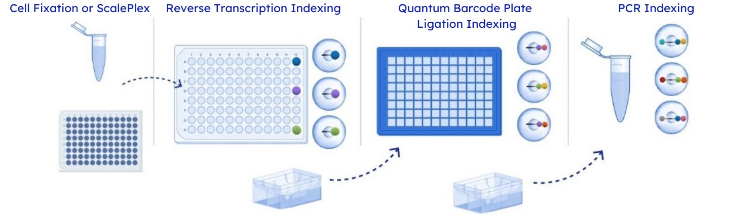 Cell Fixation or ScalePlex